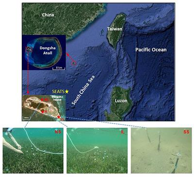 A Unique Diel Pattern in Carbonate Chemistry in the Seagrass Meadows of Dongsha Island: The Enhancement of Metabolic Carbonate Dissolution in a Semienclosed Lagoon